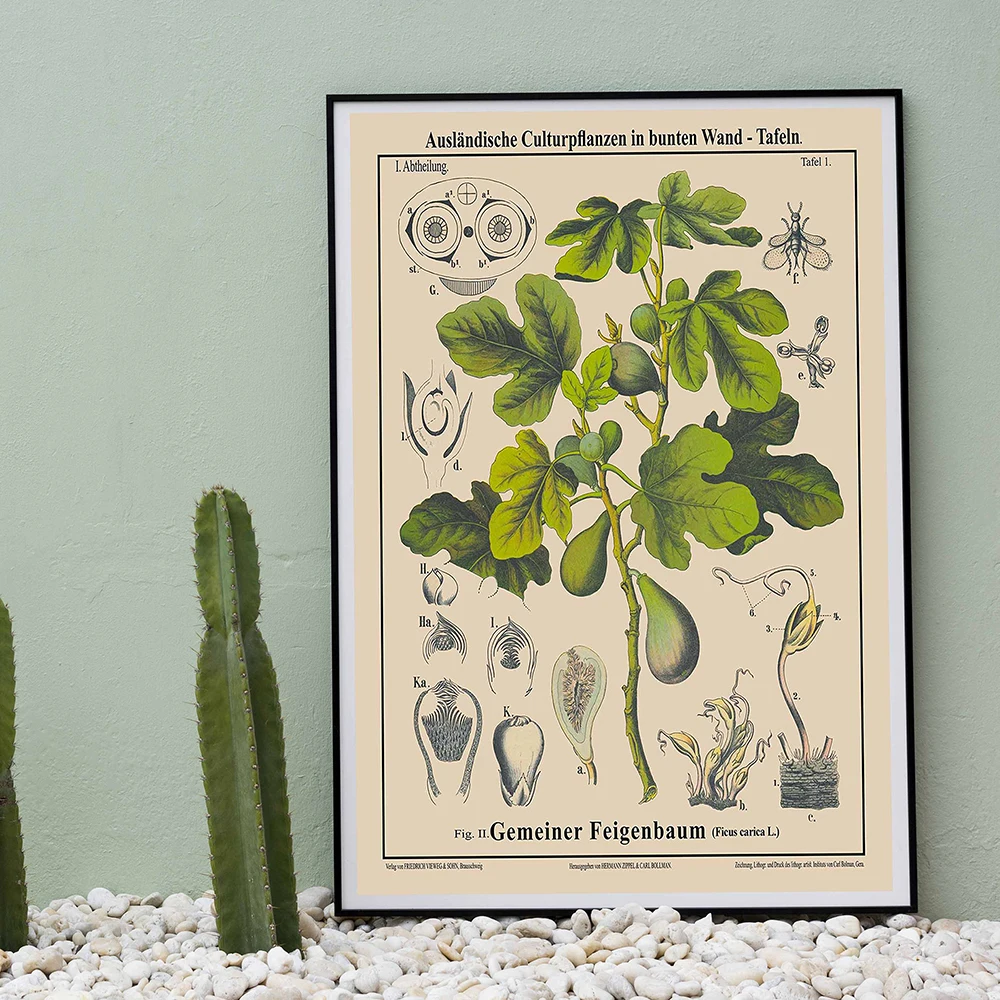 Antik Botanik Baskılar Vintage İncir Ağacı Çizim Nadir Posteri Eğitim duvar sanatı tuval yağlıboya Bitki Resim ev duvar dekoru